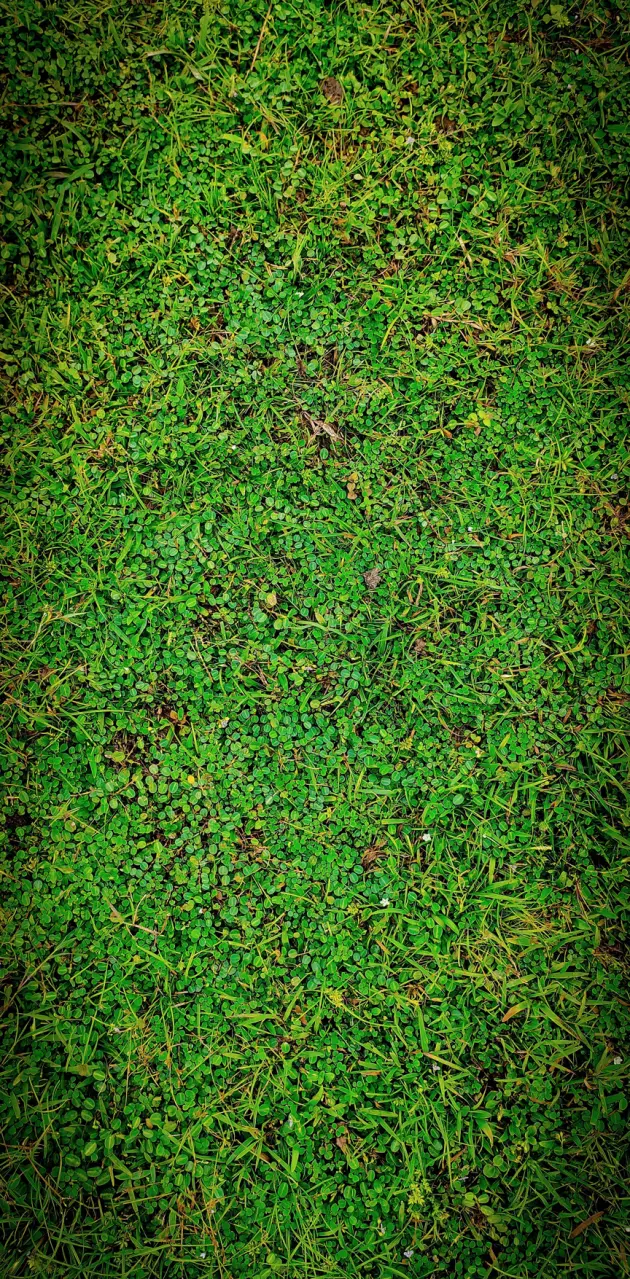 Grass wallpaper