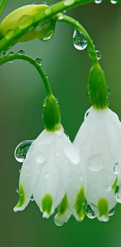 Rain Flower