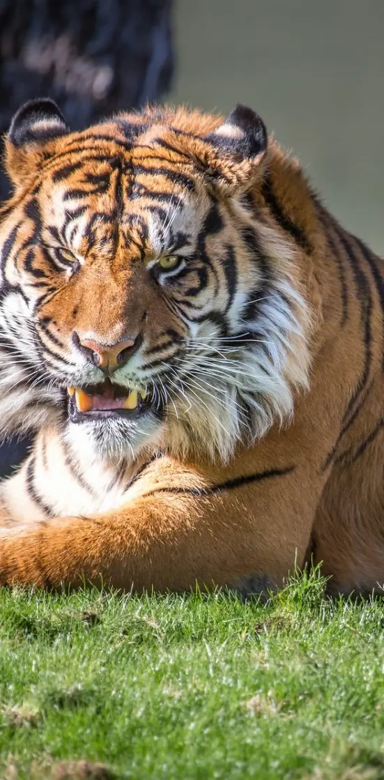 Angry sumatran tiger