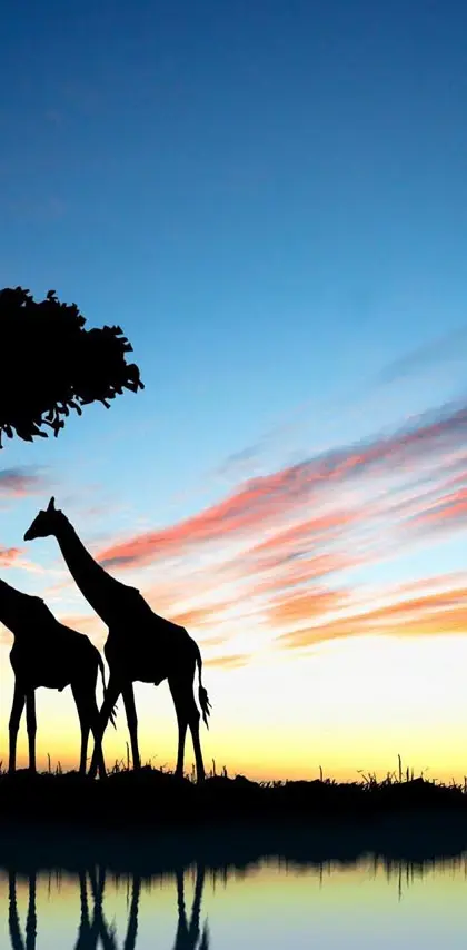 Giraffe sunsetAfrica