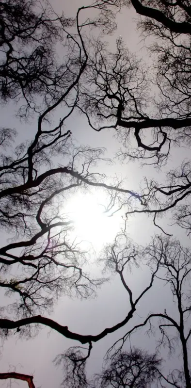 sun in trees