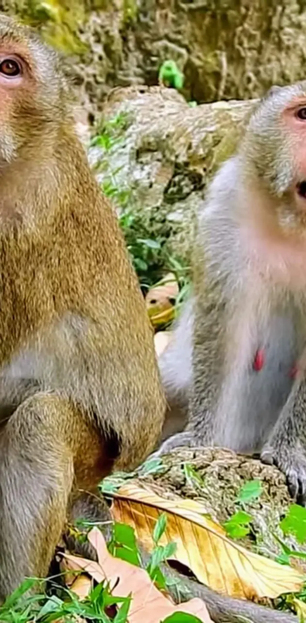 Cute monkeys