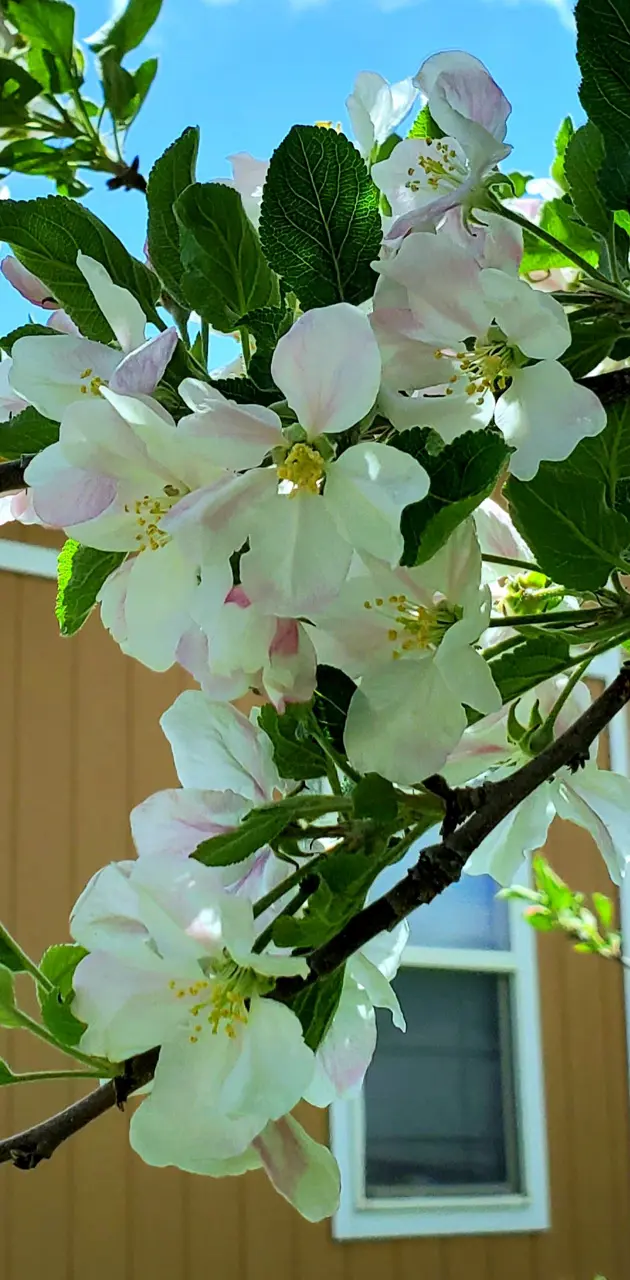 Apple blossoms 