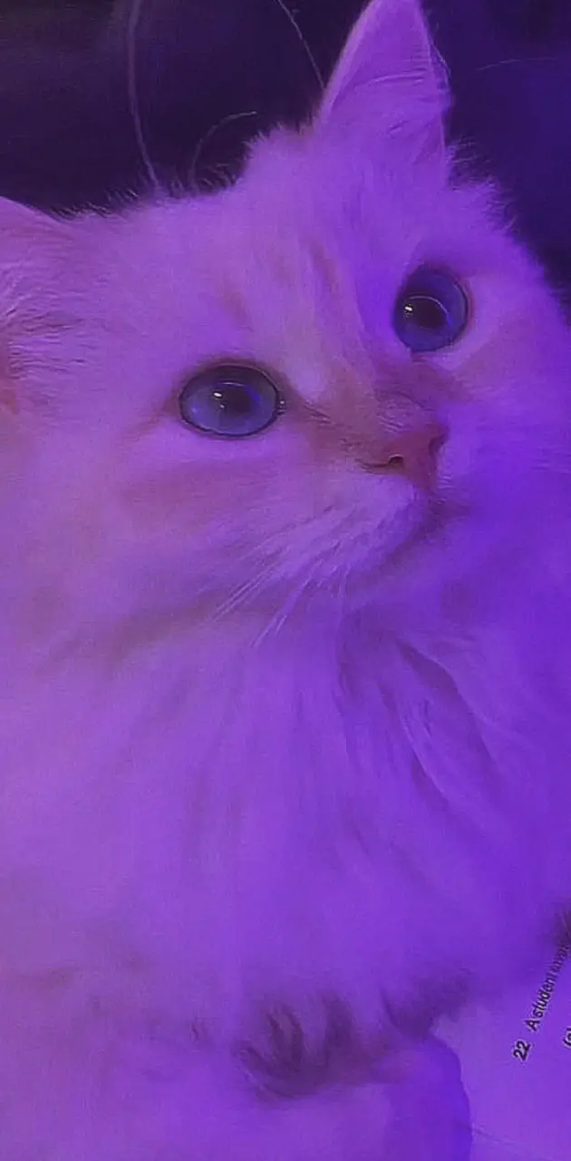 Portret Cat