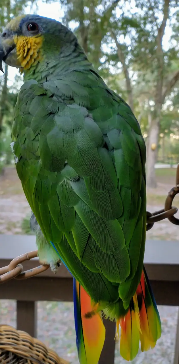 Amazon Parrot Bird