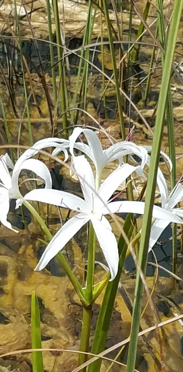 Swamp lily