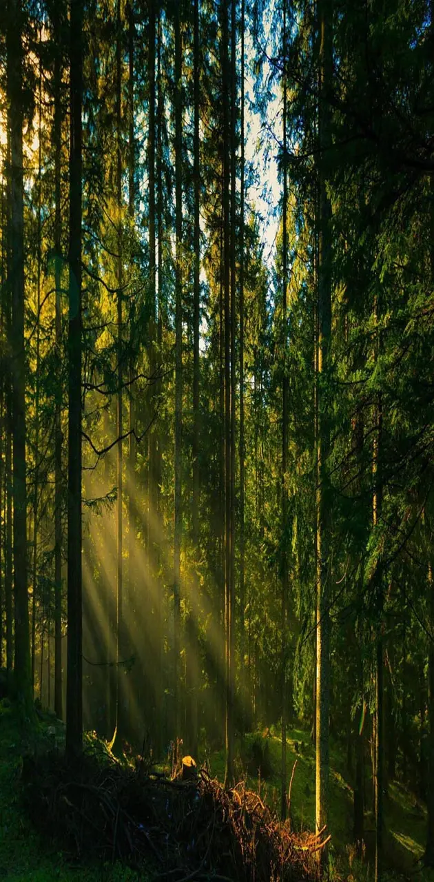 Trees sun rays