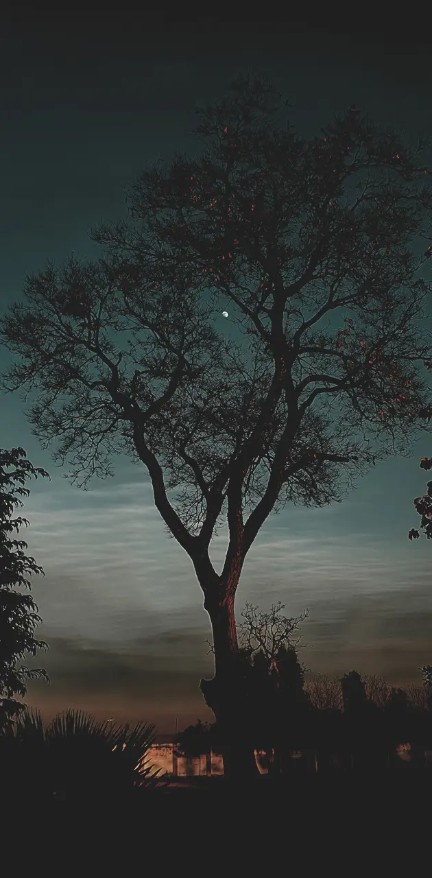Tree nature with moon