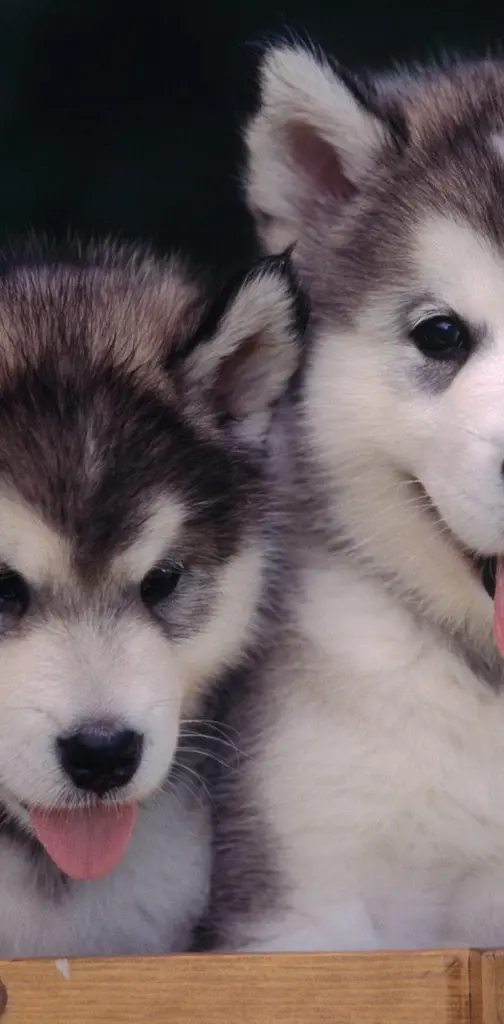 Cute Alaskan Puppies