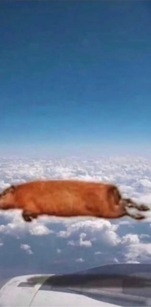 Flying capibara
