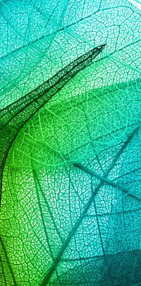 Leaves Transparent
