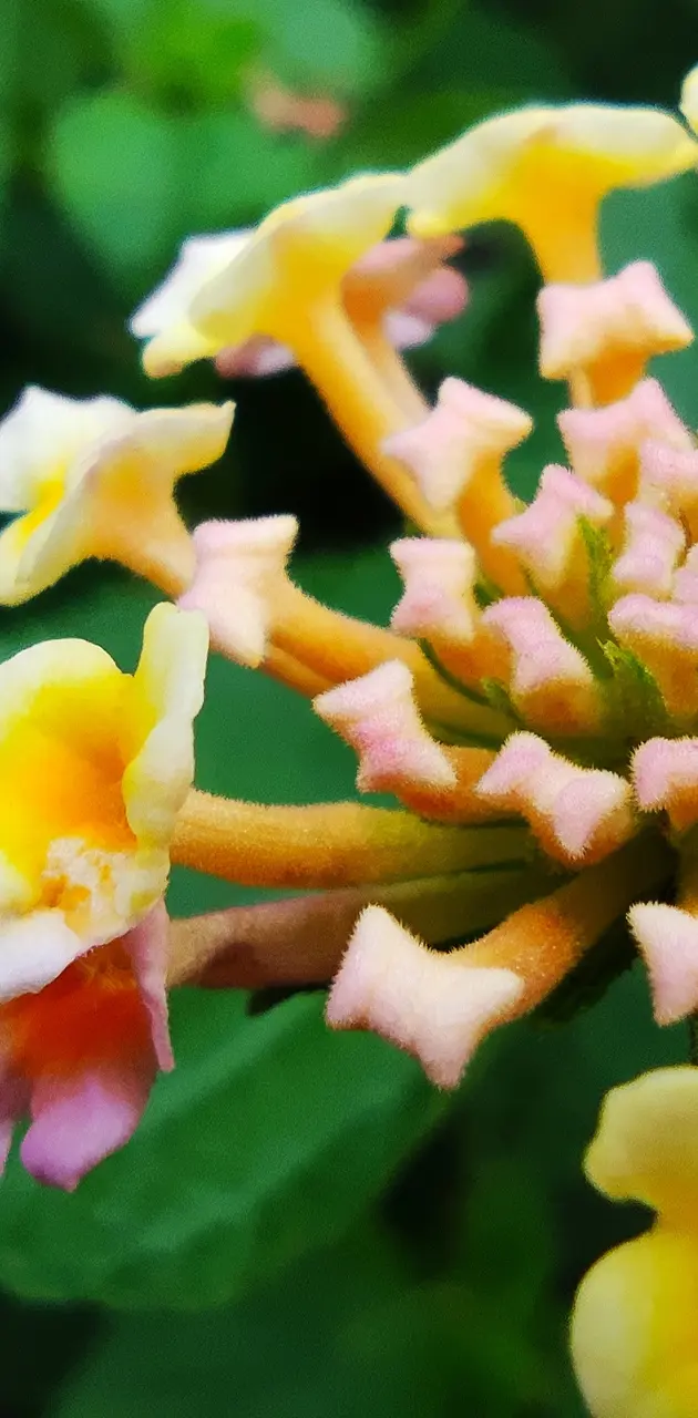 Close Up Petals