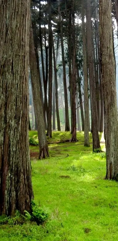 Presidio Forest