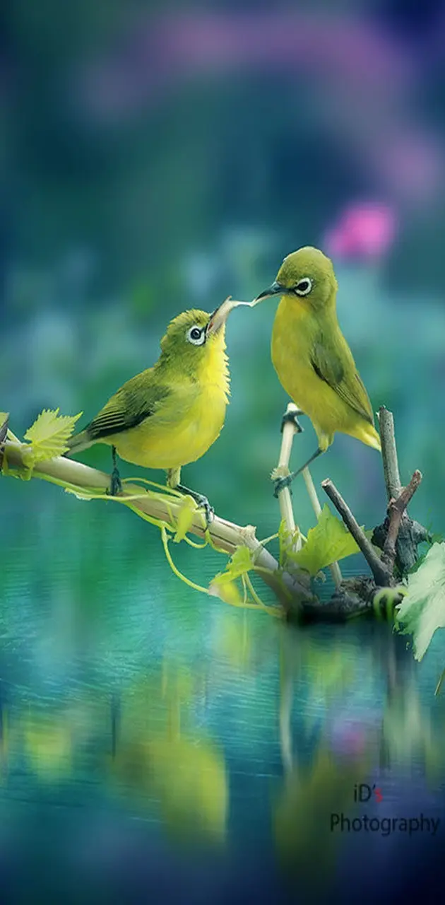 green birds