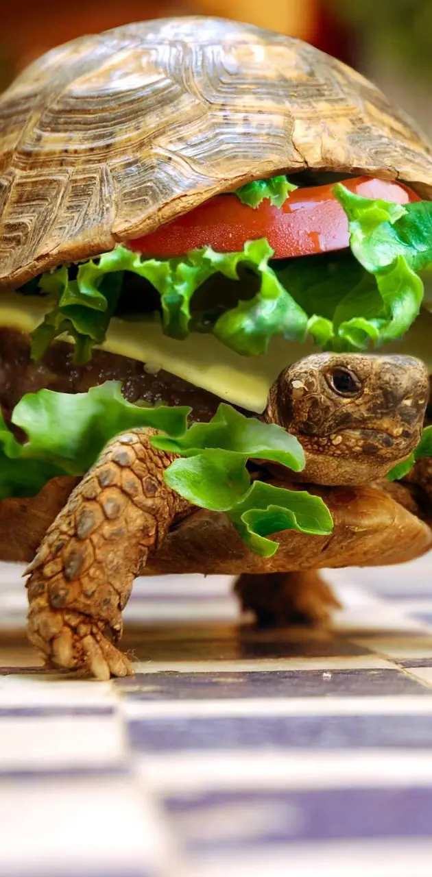 Sandwich turtle