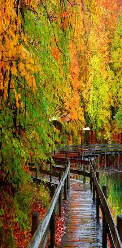 Bridge Autumn forest
