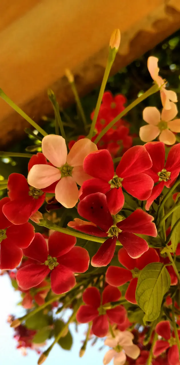 Red n white flowers 