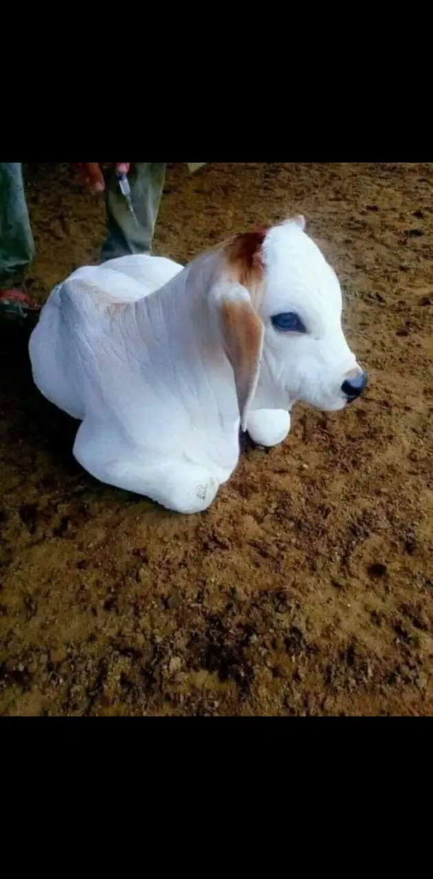 Cow baby