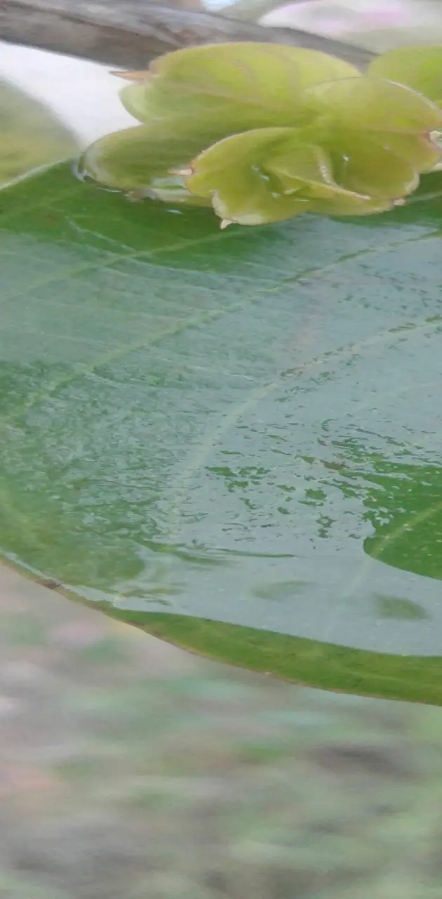 Waterie leaf