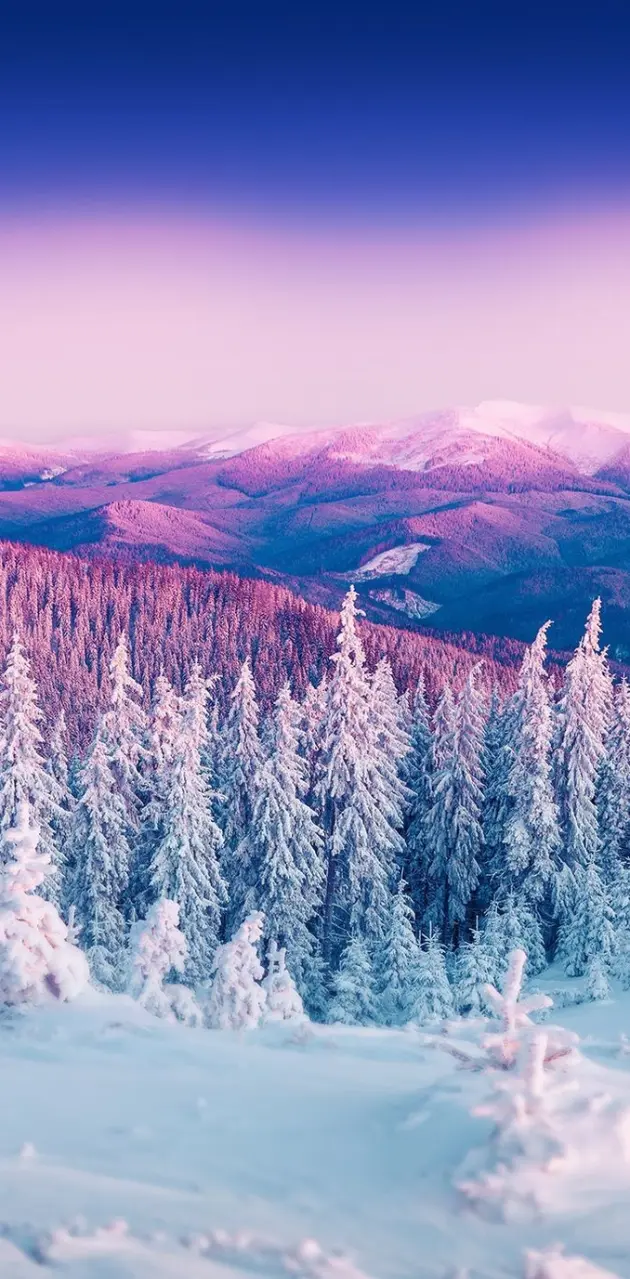 Purple winter