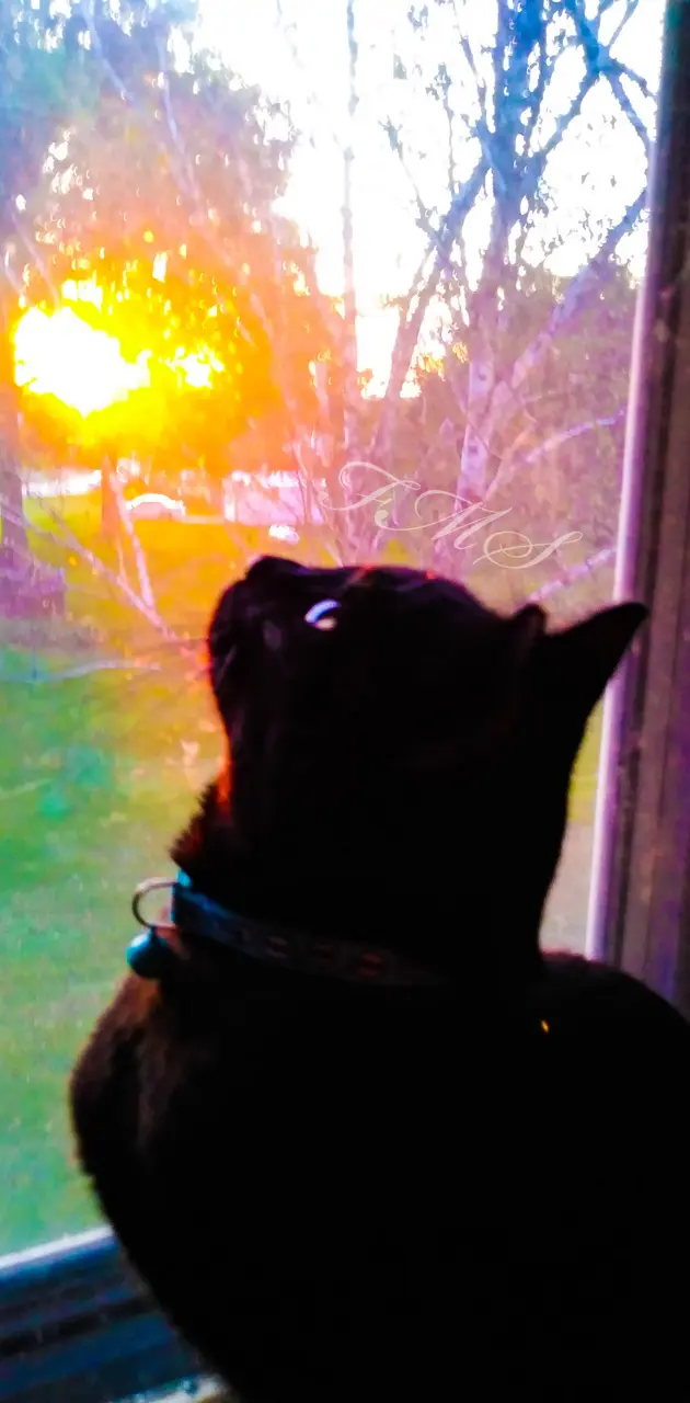 Loki Sunset Kitty