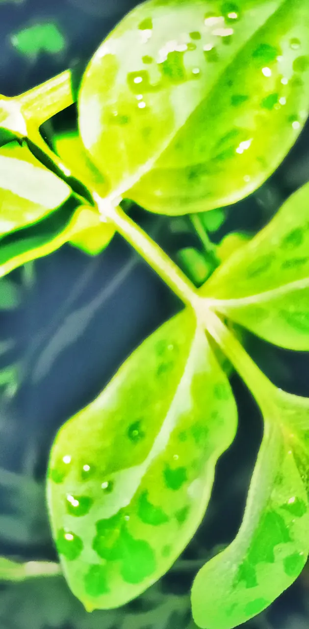 Leaves with water