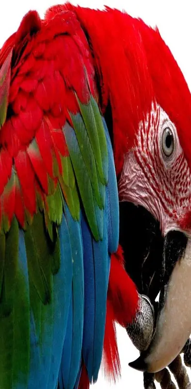 Multicolor Parrot