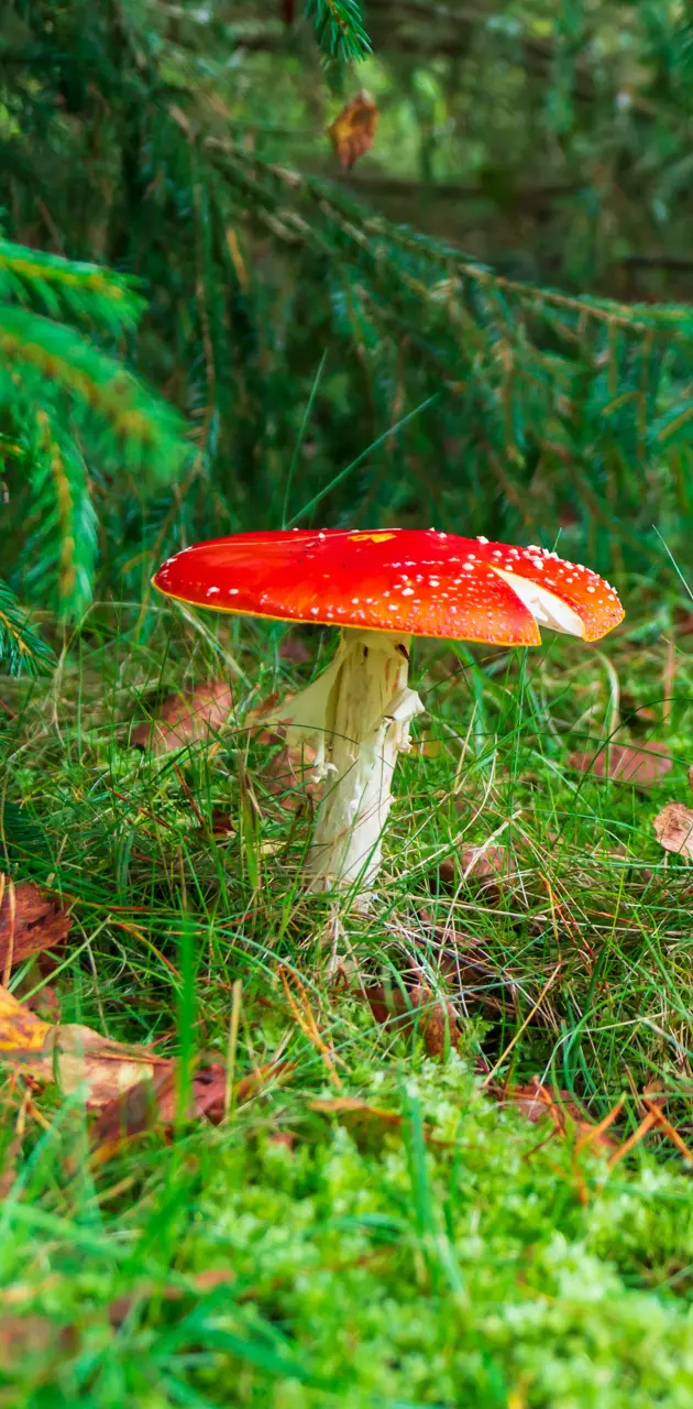 Fly agaric in grass