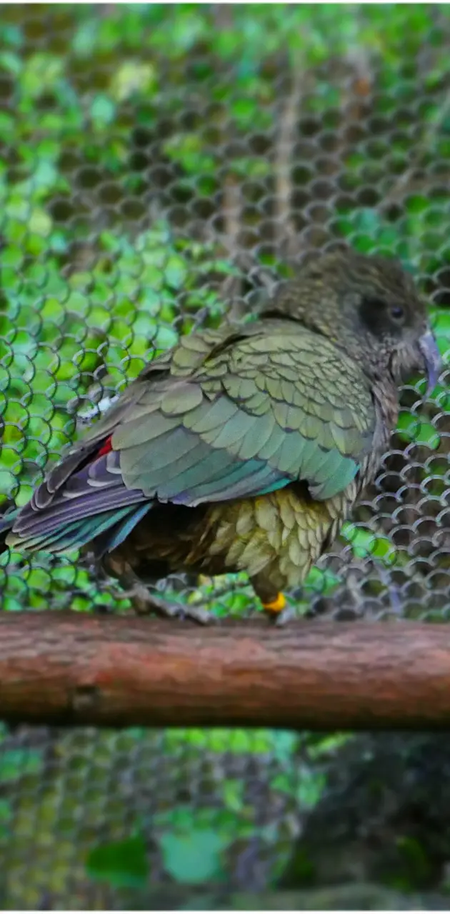 Kakapo bird