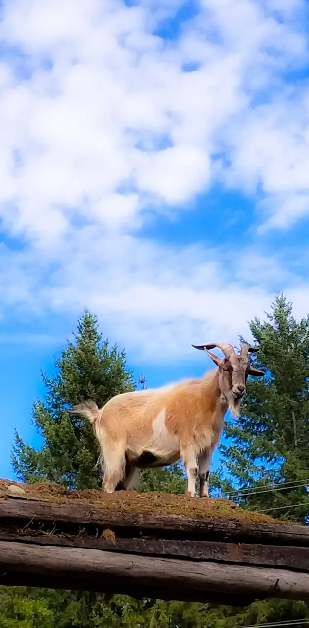 Goats on the roof
