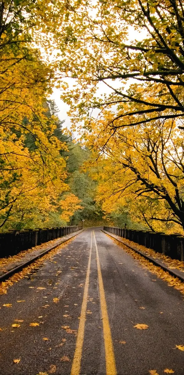 Yellow Autumn Road