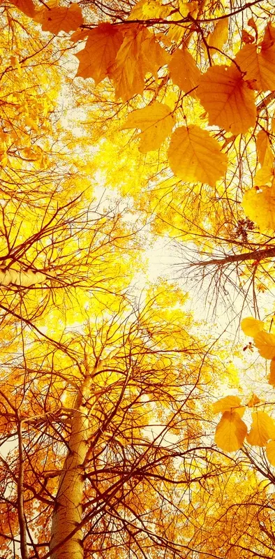 Beautiful Autumn