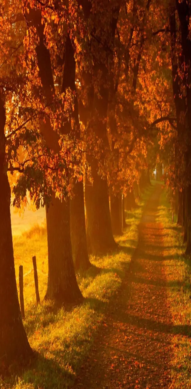 Autumn Country road