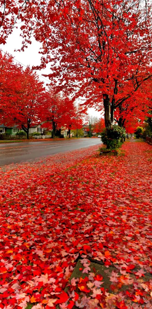 Red autumn 