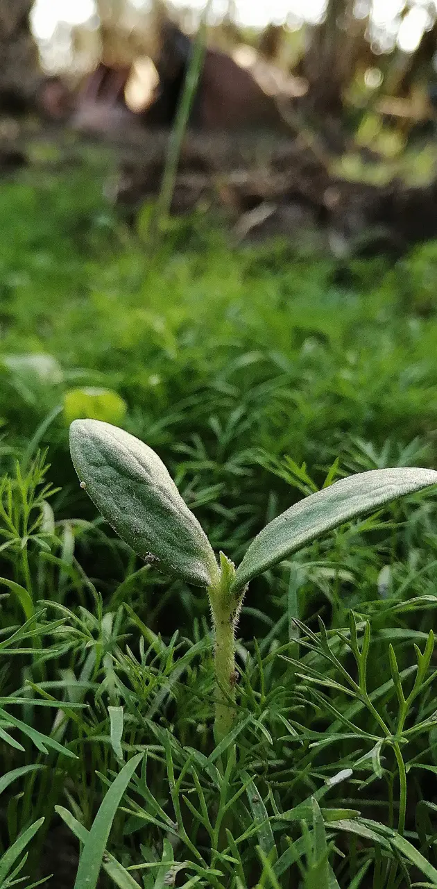 green leaf 🍀