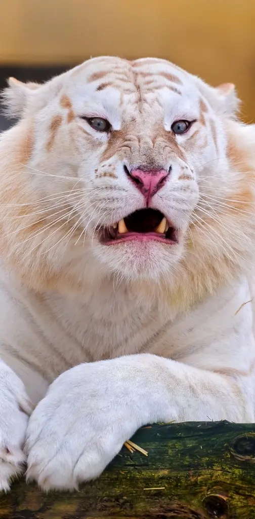 angry tabby tiger