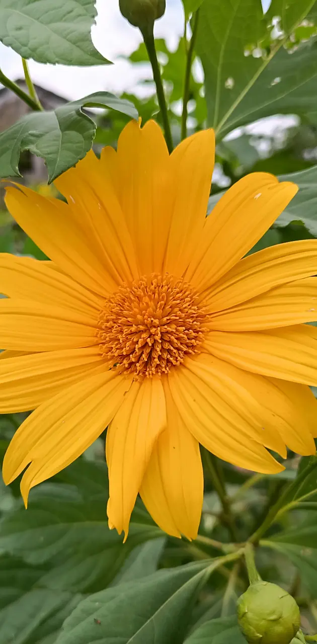 Yellow_flower