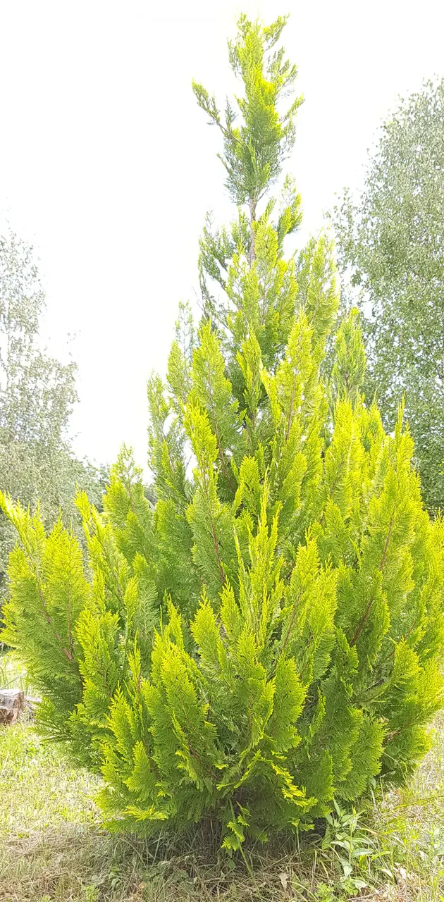 Green flame tree