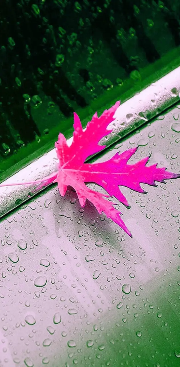 hd pink leaf