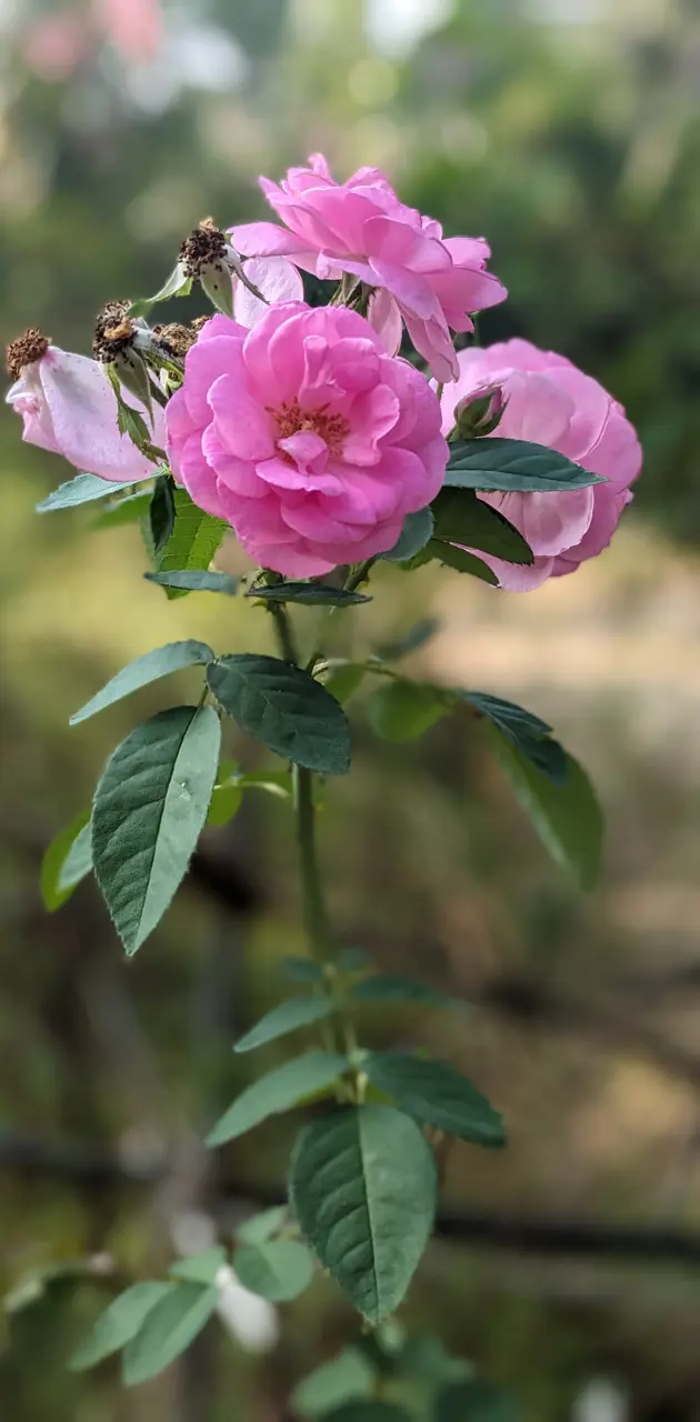 Garden Rose Flower