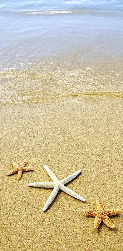 Starfishes On Beach