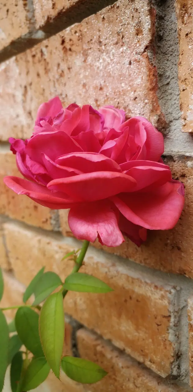 Wall Rose