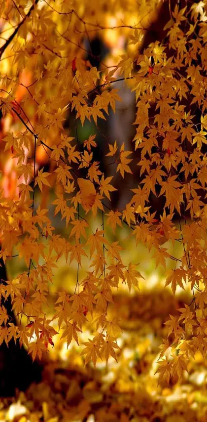 Nature autumn