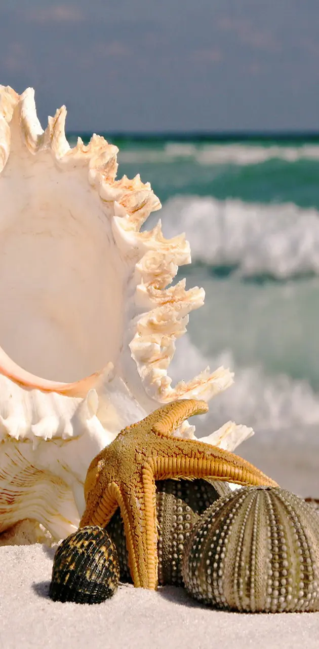 Shell and Beach