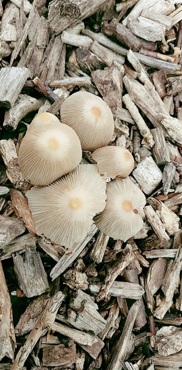 Mushroom Expedition