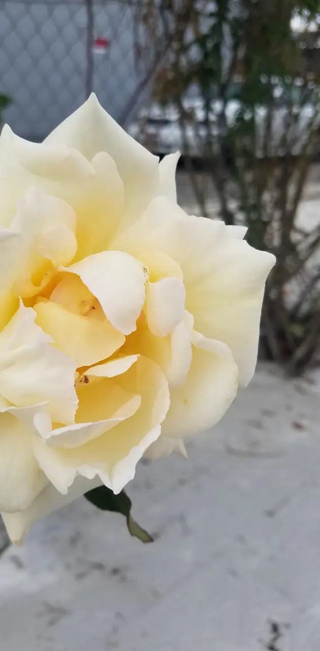 Cream Rose