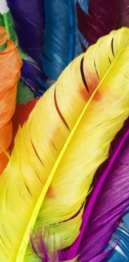 Feathers in Colors