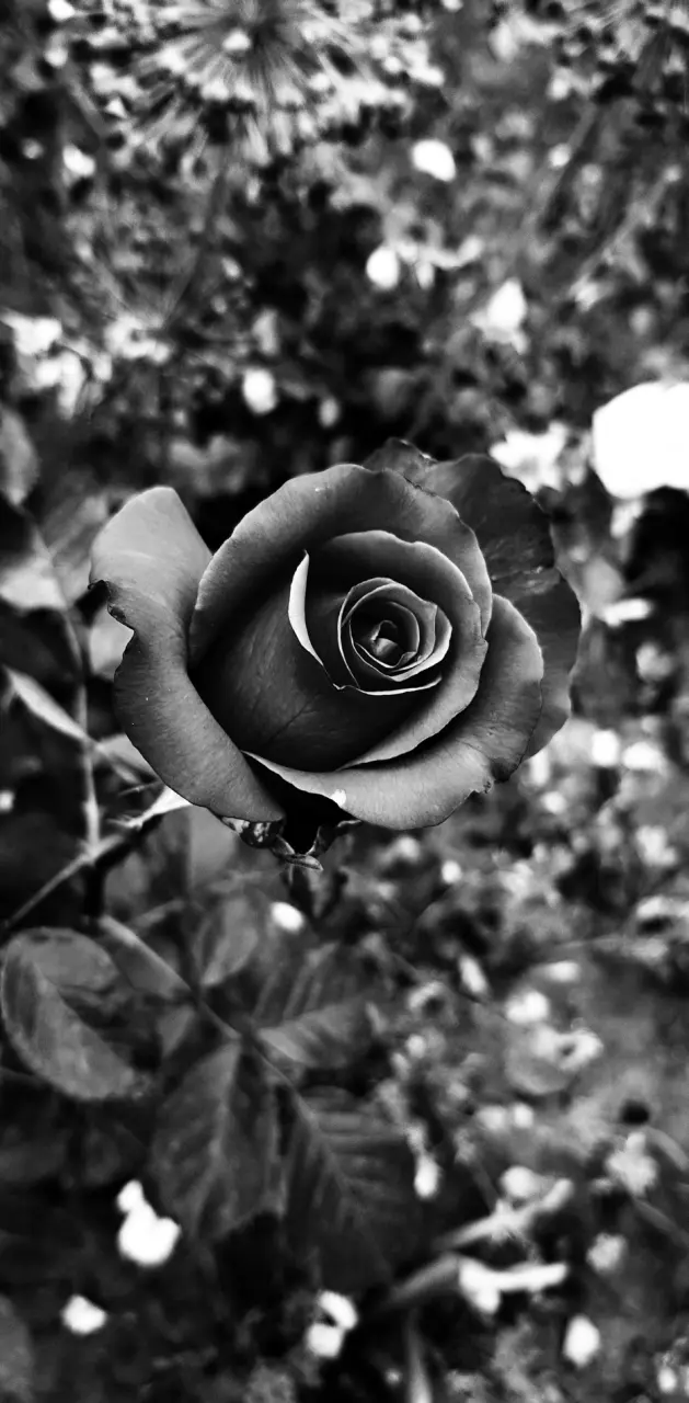 BlackWhite Rose