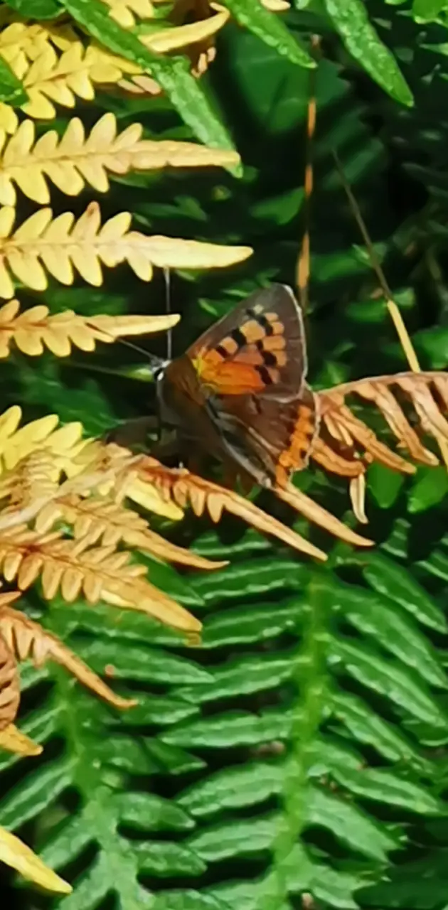 Butterfly on Ferns