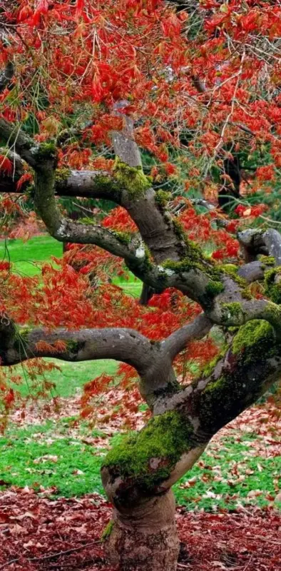 red leaves in autumn